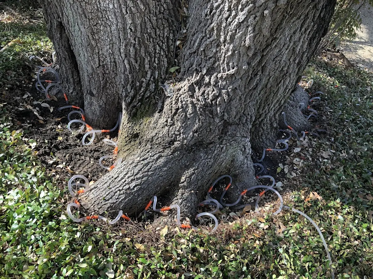 Detailed Tree Cabling and Bracing job site in Nutting Lake