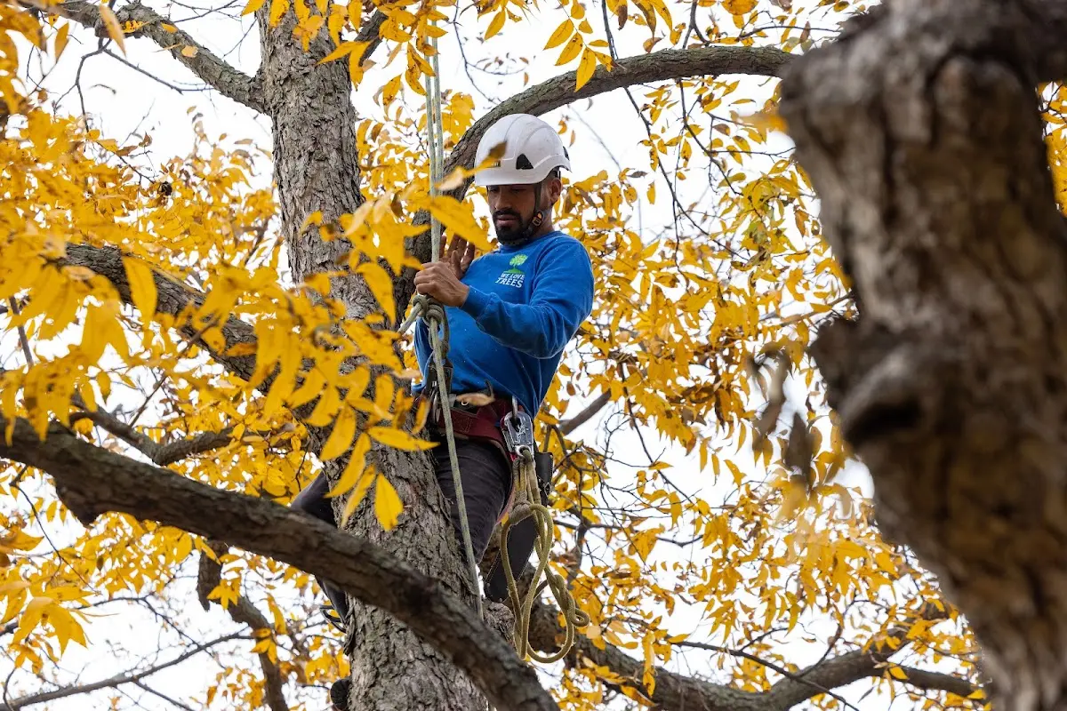 Skilled Tree Pruning crew working in Nutting Lake